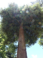 Sequoia sempervirens