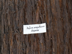 Sequoia sempervirens