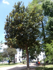 Magnolia grandiflora