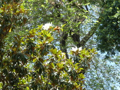 Magnolia grandiflora