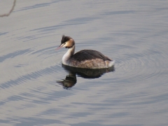 Podiceps cristatus