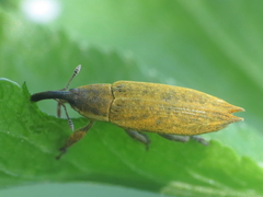 Lixus mucronatus