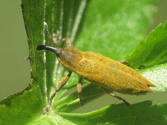 Lixus mucronatus
