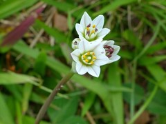 Nothoscordum gracile image