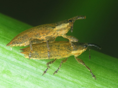 Lixus mucronatus