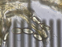 Pseudombrophila cervaria