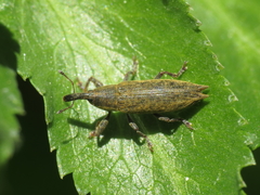 Lixus mucronatus