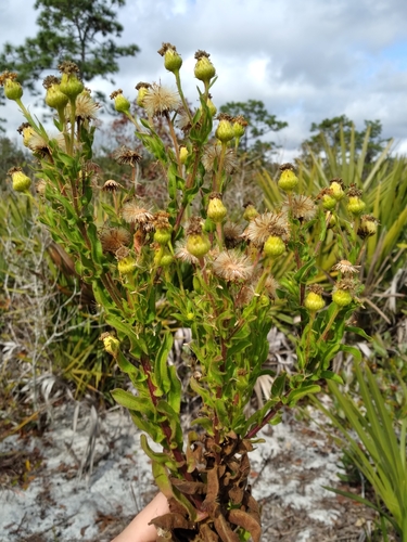 Image of Chrysopsis delaneyi by (c) Scott Ward, some rights reserved (CC BY)