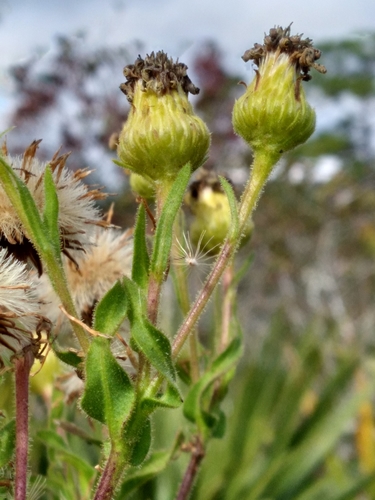 Image of Chrysopsis delaneyi by (c) Scott Ward, some rights reserved (CC BY)