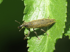 Lixus mucronatus