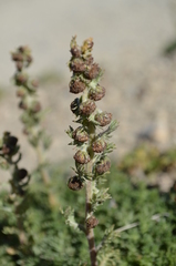 Artemisia viridis