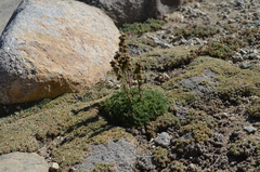 Artemisia viridis