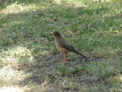 Turdus falcklandii