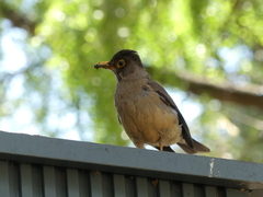Turdus falcklandii
