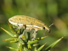 Lixoglyptus spartii