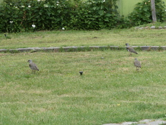 Vanellus chilensis