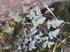 Myriopteris parryi image