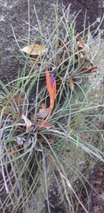 Tillandsia juncea