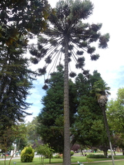 Araucaria angustifolia