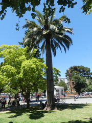 Jubaea chilensis