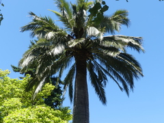 Jubaea chilensis