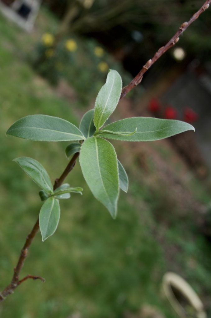 Salix × eriophora