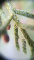 Juniperus