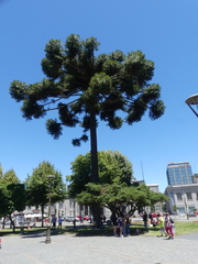 Araucaria angustifolia