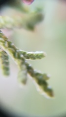 Juniperus