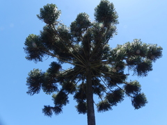 Araucaria angustifolia