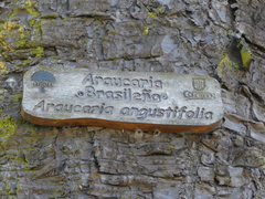 Araucaria angustifolia
