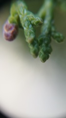 Juniperus