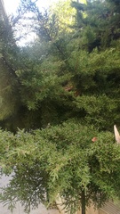 Juniperus