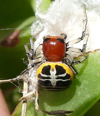 Camaricus nigrotesselatus