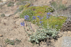 Nepeta pamirensis
