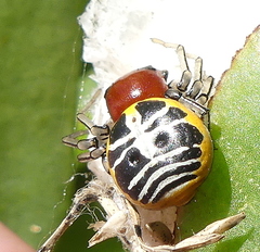 Camaricus nigrotesselatus