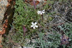 Silene microphylla