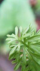 Angiospermae