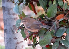 Phylloscopus sindianus lorenzii
