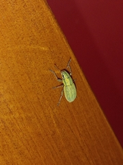 Pantomorus viridisquamosus