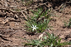 Apodolirion macowanii