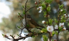 Phylloscopus sindianus lorenzii