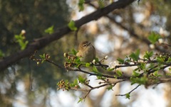 Phylloscopus sindianus lorenzii