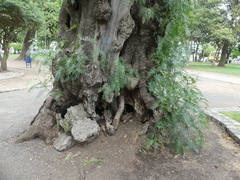 Schinus molle