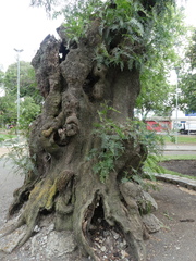 Schinus molle
