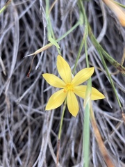Sisyrinchium vaginatum
