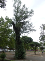 Schinus molle