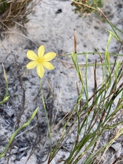 Sisyrinchium vaginatum