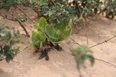 Ledebouria nitida