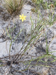 Sisyrinchium vaginatum